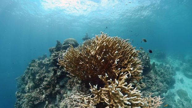 Tropical fishes and coral reef at diving. Beautiful underwater world with corals and fish.