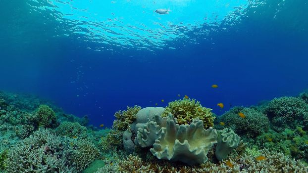 Tropical fishes and coral reef at diving. Beautiful underwater world with corals and fish. Philippines.