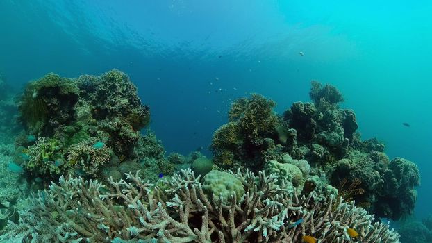 Colorful tropical coral reef. Hard and soft corals, underwater landscape. Travel vacation concept. Philippines.