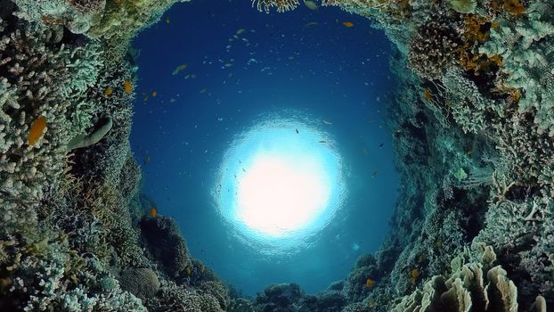 Coral reef underwater with fishes and marine life. Coral reef and tropical fish. Philippines.