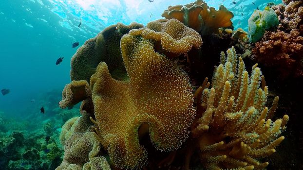 Underwater tropical colourful soft-hard corals seascape. Underwater fish reef marine. Philippines.