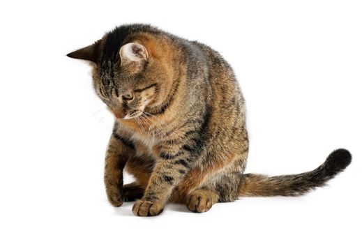 The cat is isolated on a white background. A young tortoiseshell cat is sitting. Ginger striped pet. Short-haired cat of the European breed. The usual simple