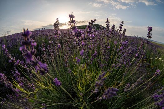 Lavender flower blooming scented fields in endless rows. Selective focus on Bushes of lavender purple aromatic flowers at lavender field. Abstract blur for background.