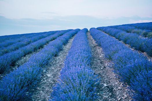 Close up Lavender flower blooming scented fields in endless rows on sunset. Selective focus on Bushes of lavender purple aromatic flowers at lavender fields