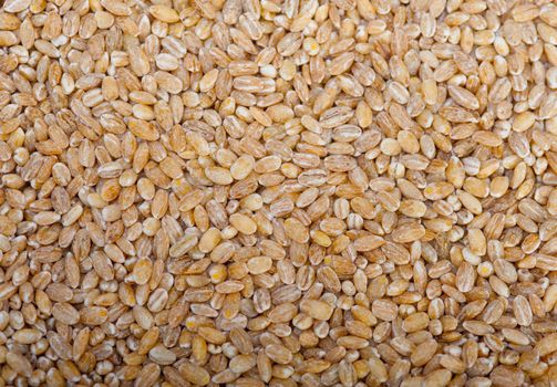 organic barley grains over rustic wood table macro closeup