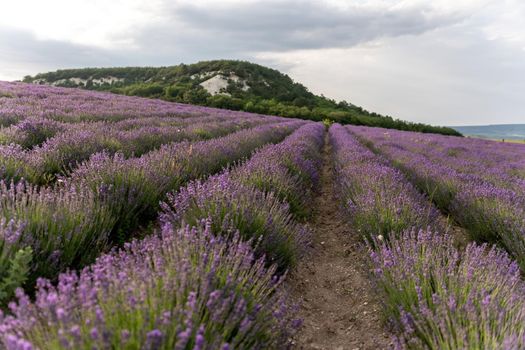 Close up Lavender flower blooming scented fields in endless rows on sunset. Selective focus on Bushes of lavender purple aromatic flowers at lavender fields