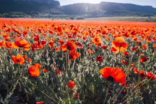 Large Field with red poppies and green grass at sunset. Beautiful field scarlet poppies flowers with selective focus. Red poppies in soft light. Glade of red poppies. Soft focus blur. Papaver sp