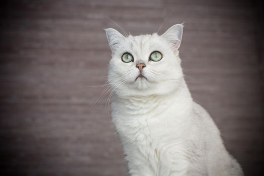 adult cat pedigree Scottish chinchilla straight ears, at home.