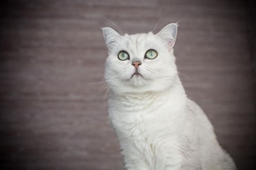 adult cat pedigree Scottish chinchilla straight ears, at home.