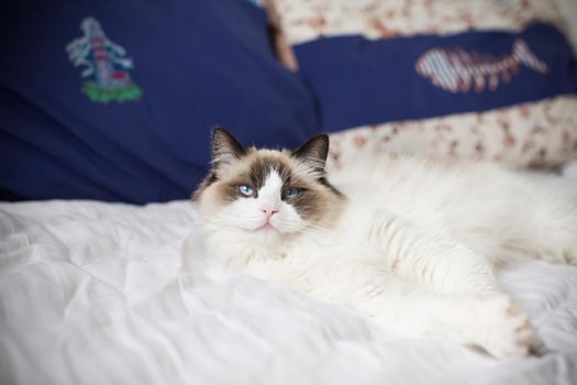 Young healthy beautiful purebred Ragdoll cat, on the bed