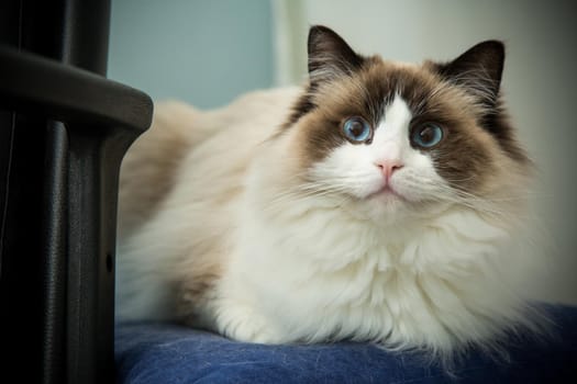 Young healthy beautiful purebred Ragdoll cat, on the bed