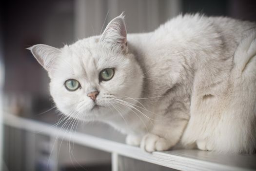 adult cat pedigree Scottish chinchilla straight ears, at home.