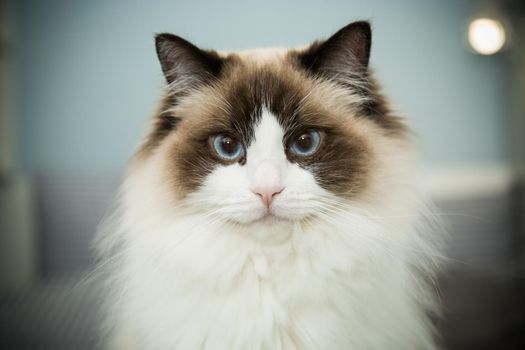 Young healthy beautiful purebred Ragdoll cat, on the bed