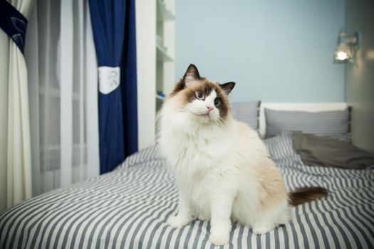 Young healthy beautiful purebred Ragdoll cat, on the bed