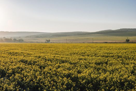 Scenic rural landscape with yellow rape, rapeseed or canola field. Blooming canola flowers close up. Rape on the field in summer. Bright Yellow rapeseed oil. Green plant energy for the oil industry