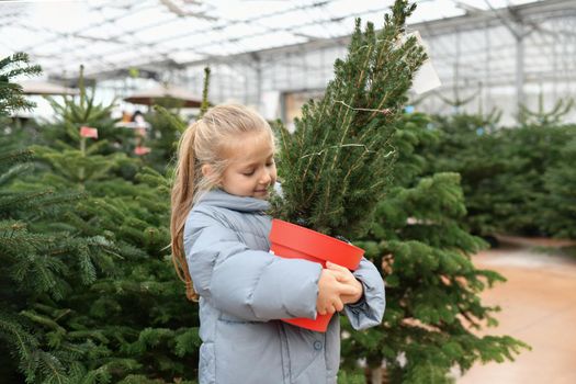 A small girl chooses a Christmas tree in the market.
