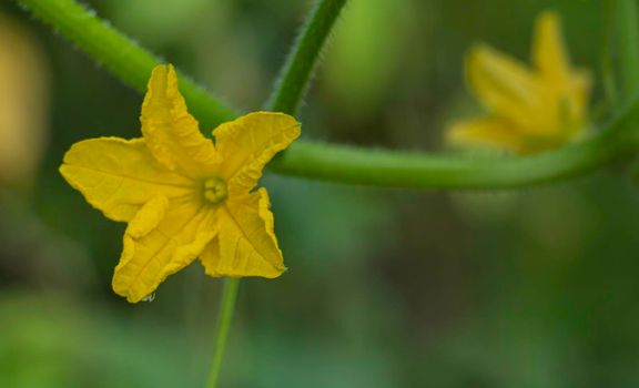 cucumber blooming in the garden, cultivation cucumber concept.