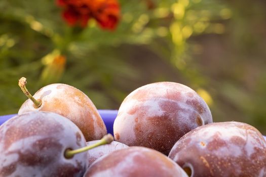 Fresh juice plums close up. Natural fruits.