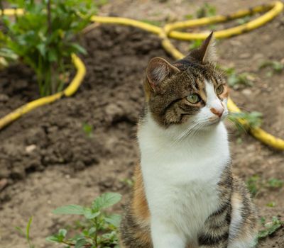 Beautiful cat in the garden with three colors.