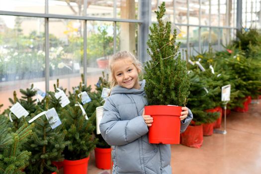 A small girl chooses a Christmas tree in the market.