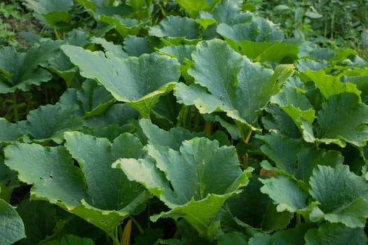 Pumpkin leaves, the plant grows vigorously in the garden.