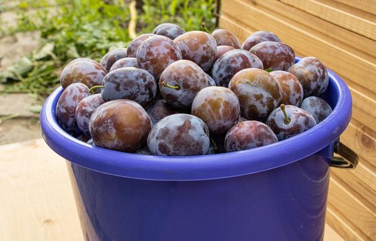 A bucket full of fresh plums on wooden background close up.