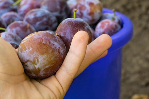 Hand harvesting juicy plums, a bucket full of plums.