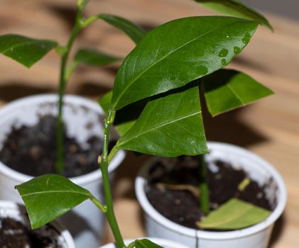 A young lemon tree on wooden background.