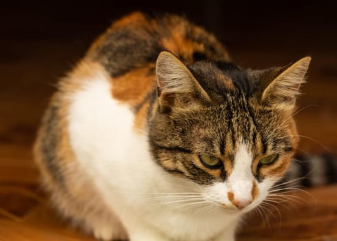 Portrait of a cute cat close up three colored.