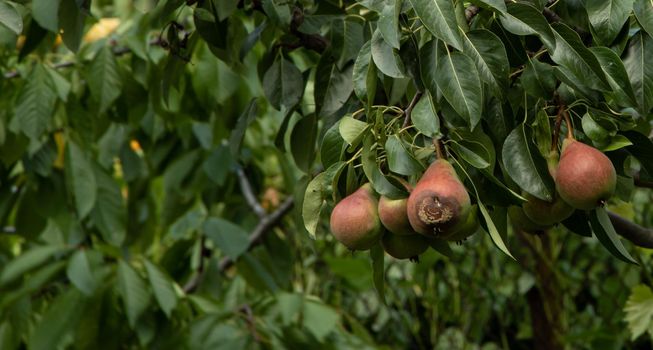 Pears begin to rot in the tree.