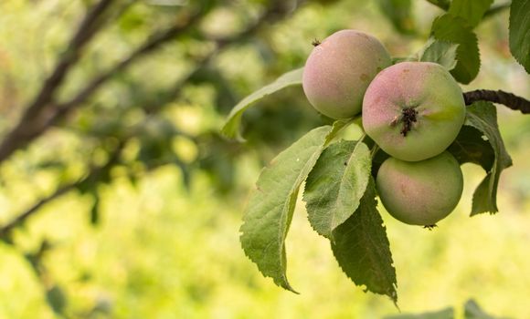 Small apple fruits in the tree with copy space.