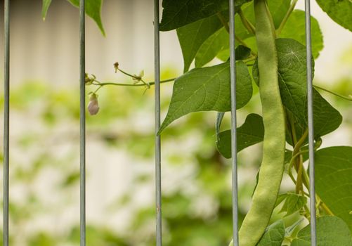 Beans grow on the fence, climbing plant.