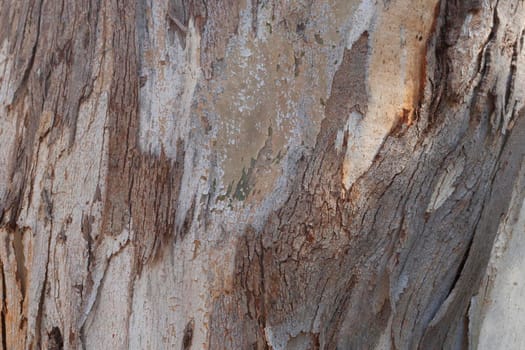 natural brown wooden tree trunk background