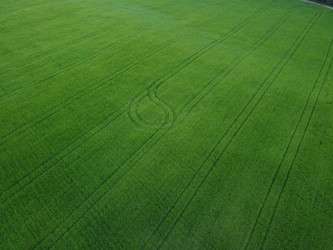 Green wheat field in countryside, close up. Field of wheat blowing in the wind at sunny spring day. Young and green Spikelets. Ears of barley crop in nature. Agronomy, industry and food production