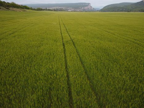 Green wheat field in countryside, close up. Field of wheat blowing in the wind at sunny spring day. Young and green Spikelets. Ears of barley crop in nature. Agronomy, industry and food production