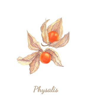 Physalis botanical realistic watercolor illustration. Physalis fruits