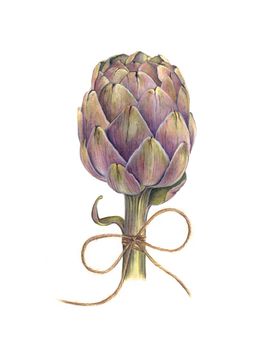 Artichoke watercolor hand drawing. Artichoke botanical illustration