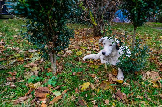 Homeless dog laying in the park