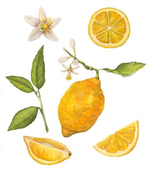 Lemon watercolor illustration. Set lemons hand drawing. Collection on a white background.