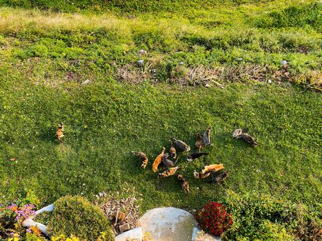 Top view of many cats in the garden waiting food