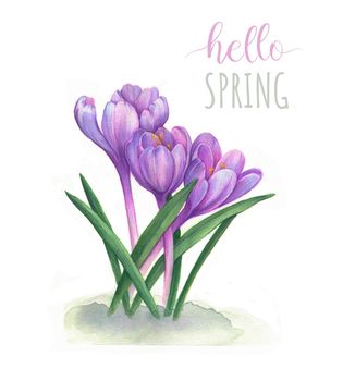 Hello Spring. Spring flowers snowdrops. Purple crocuses watercolor hand drawing. Hello spring greeting card