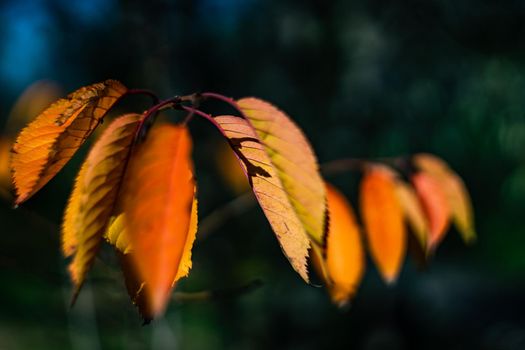 Yellow leaves on the tree as a autumnal background concept