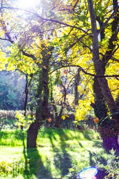 Ripe persimmon fruits in autumnal garden as afalltime card