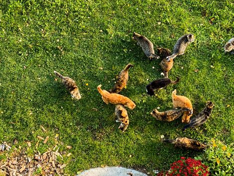 Top view of many cats in the garden waiting food