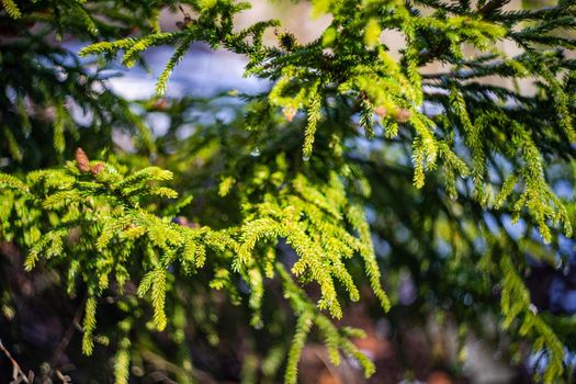 Fir tree and cones with snow and ice in the wild forest