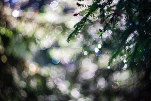 Fir tree and cones with snow and ice in the wild forest