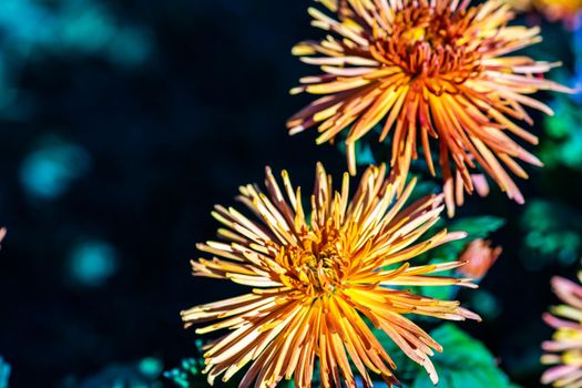 Close up of autumnal flowers blooming in the falltime garden