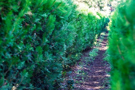 Thuja plant tunnel in the garden in autumnal sunny day