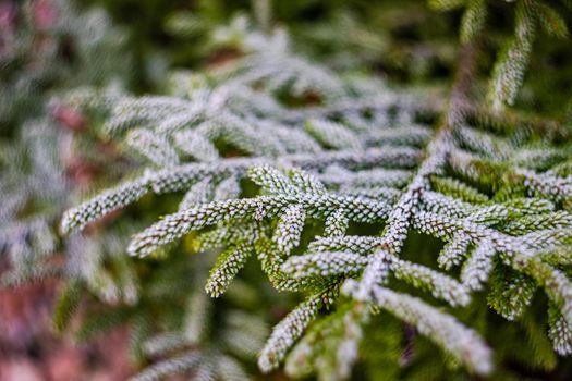 Fir tree and cones with snow and ice in the wild forest