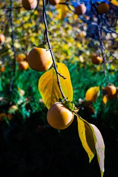 Ripe persimmon fruits in autumnal garden as afalltime card